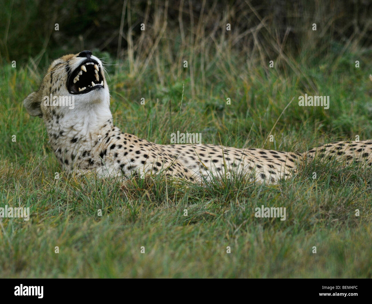 A cheetah laughing ` having fun. Stock Photo
